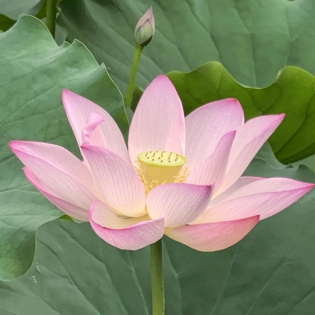 汐沅