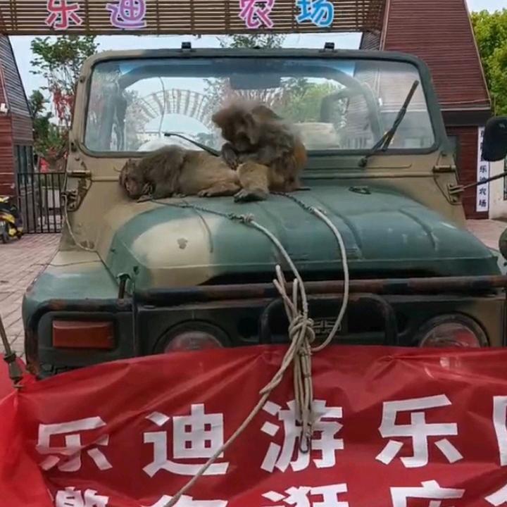 训猴大师