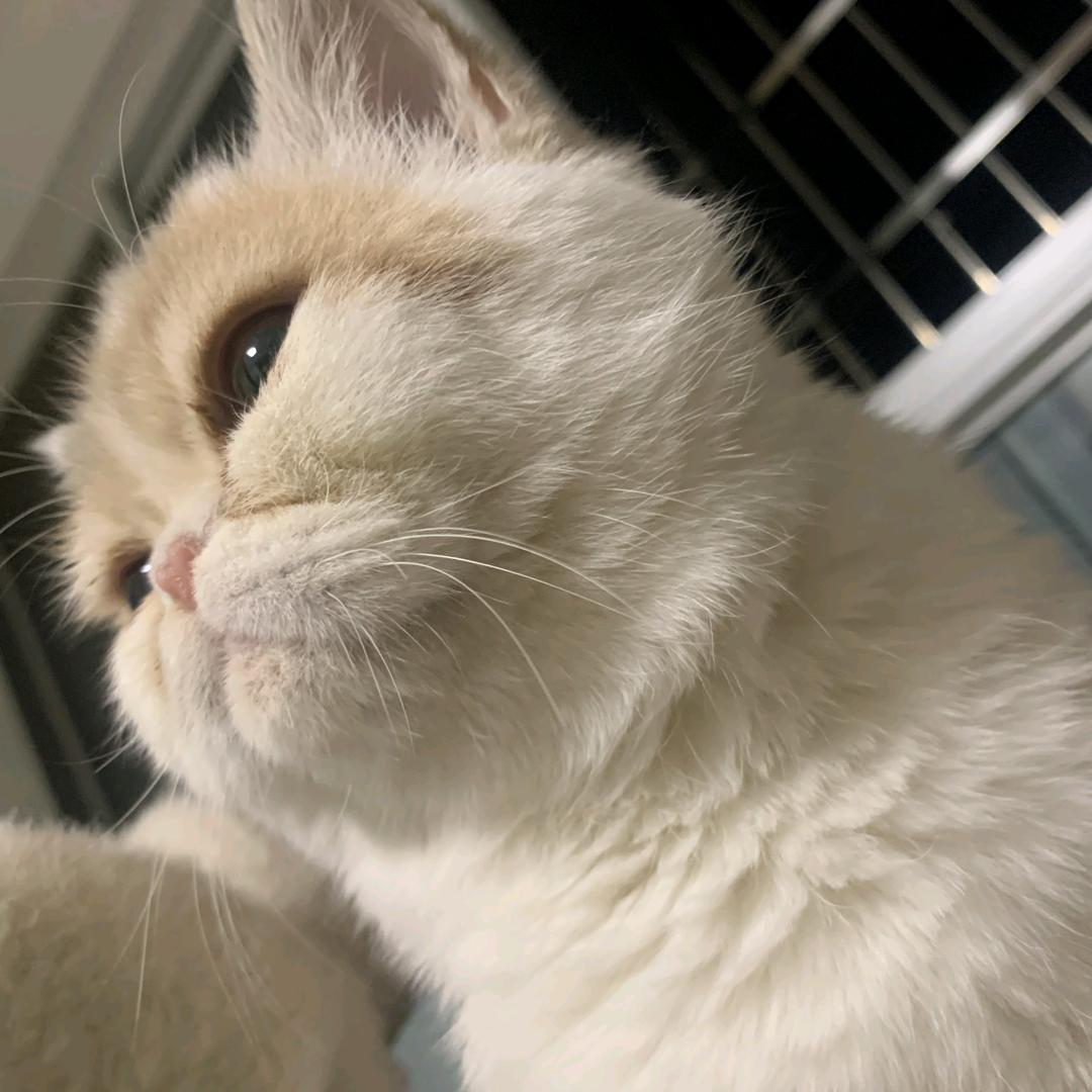 辞旧