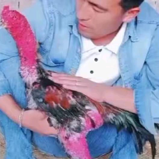 努老大  新疆斗鸡 🐓