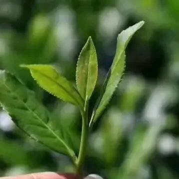 安溪豪祥源茶业