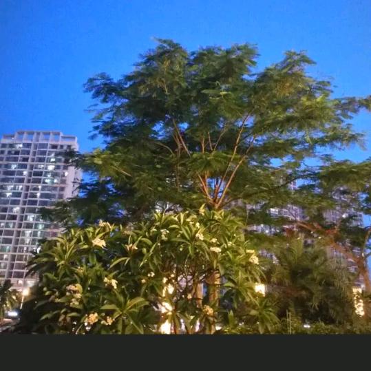 曾清