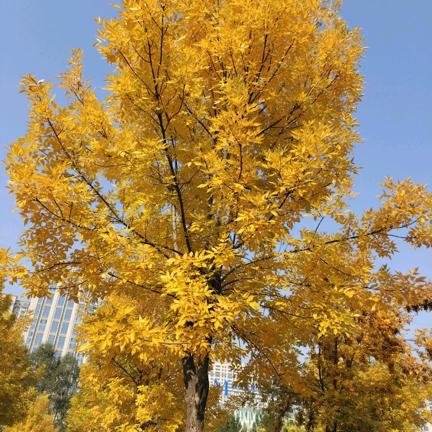 Liuqin