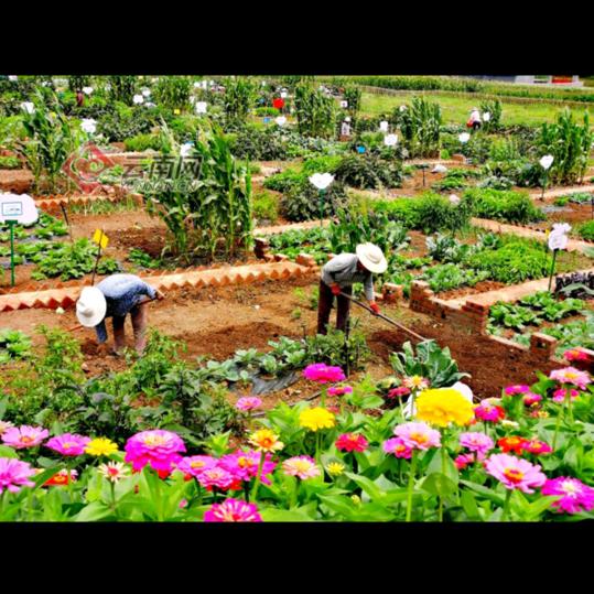 拉法金蓄农家小院