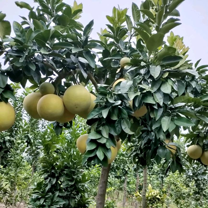 鄱阳果树苗木批发零售