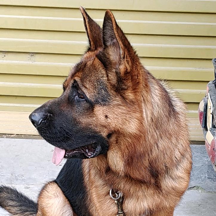钟爱德牧犬