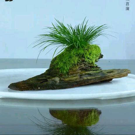 清雅山石菖蒲