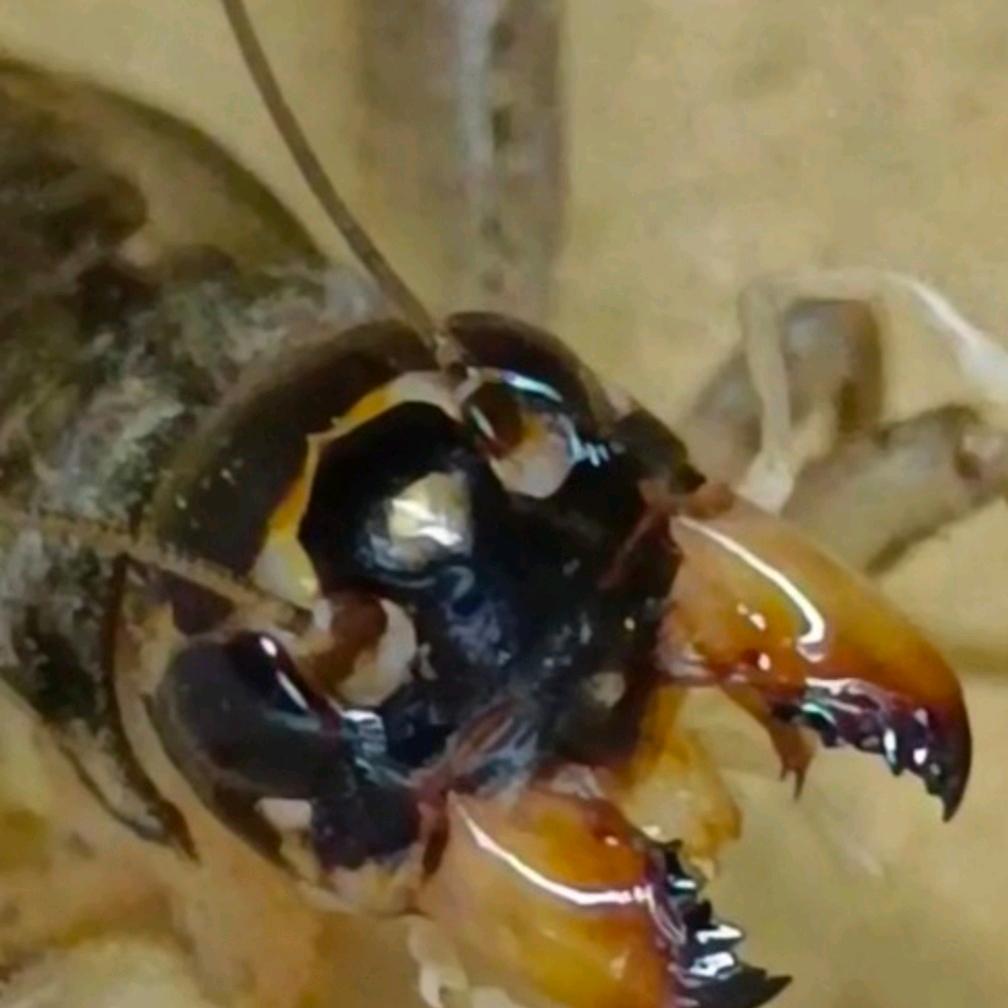 捉虫爱好者老孟、