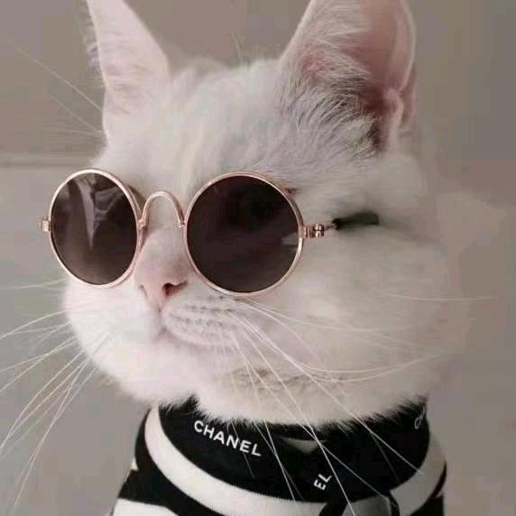 迷人的小猫咪