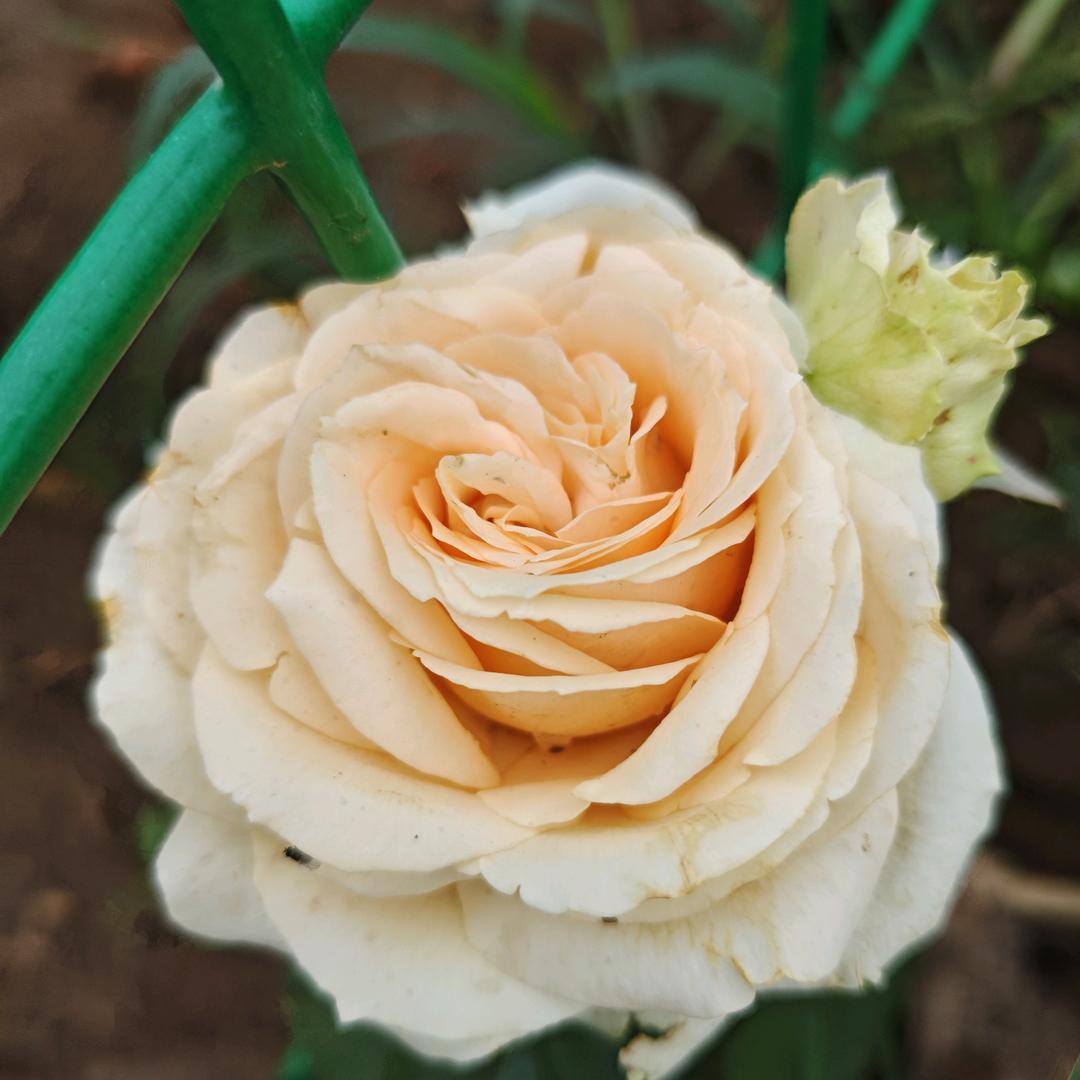 剑指苍穹，必胜无疑。好事连连