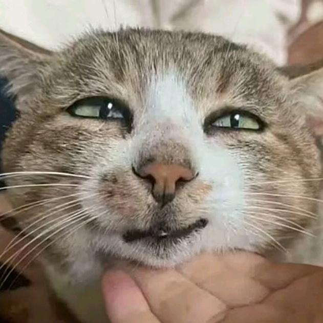 西兰花猫头像