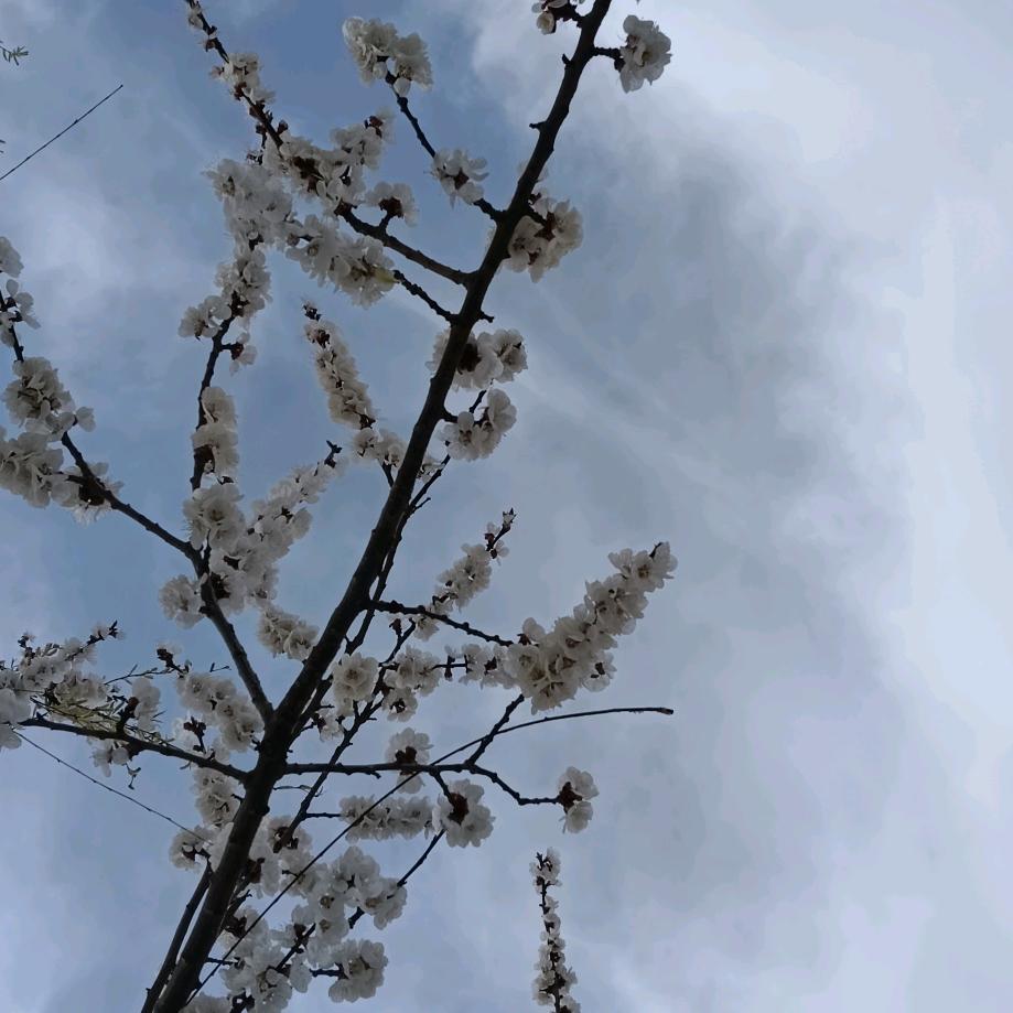 阿莲