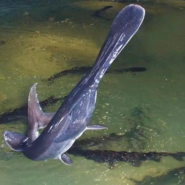 鸭嘴鱼苗繁育基地