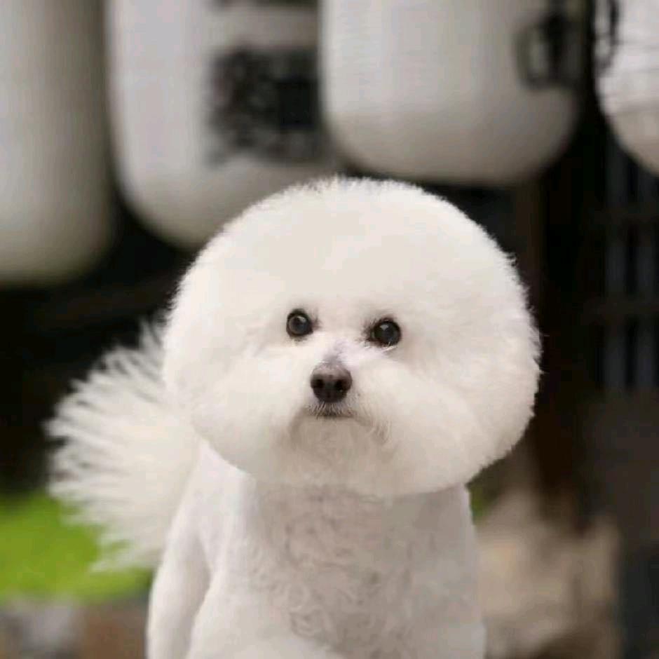 菲菲SS