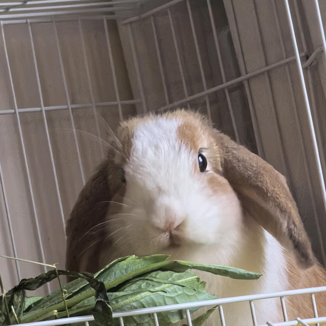 一口兔