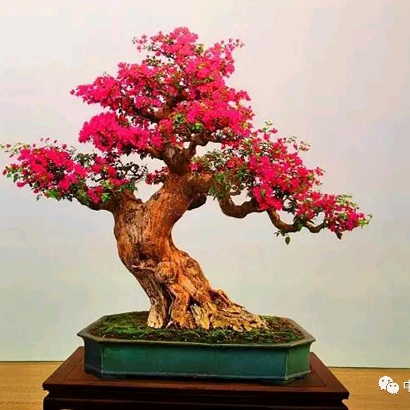 芝麻胡