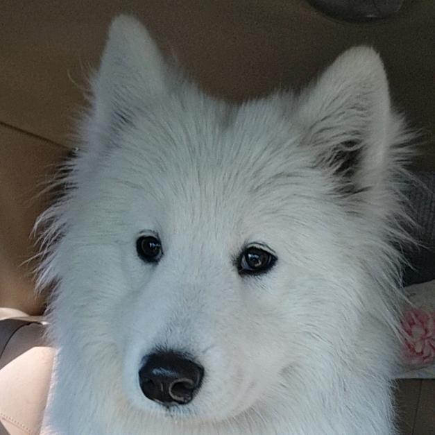 Kimi