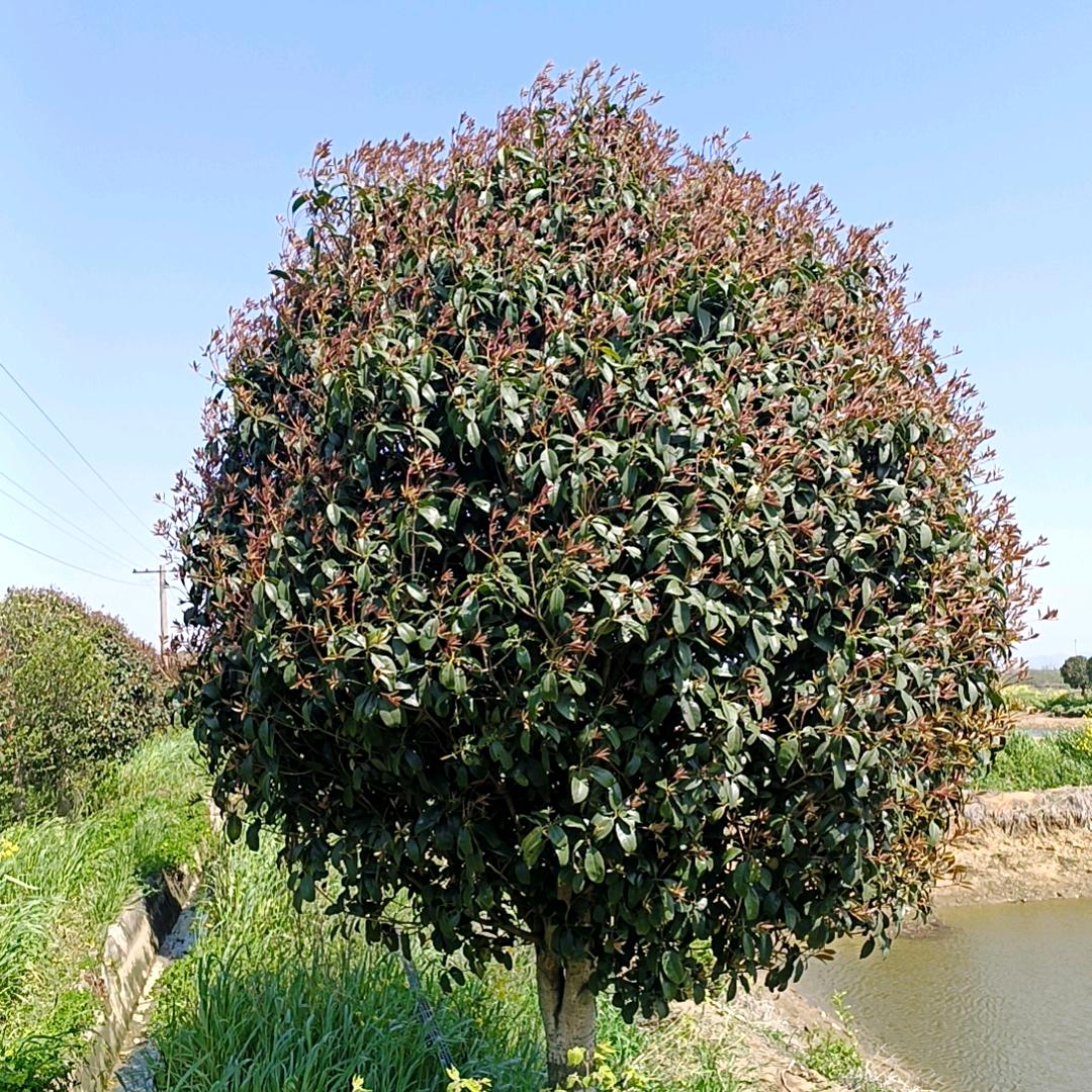 合肥上禾园林绿化有限公司