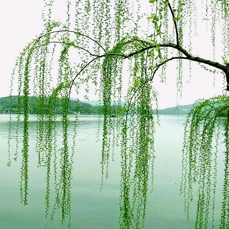 常昇常乐