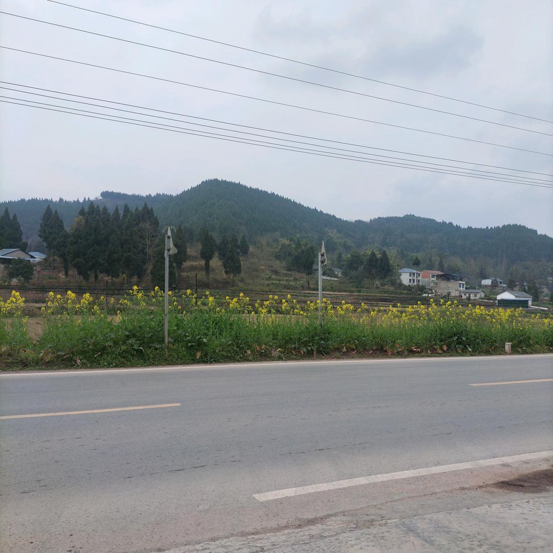 南北双雁