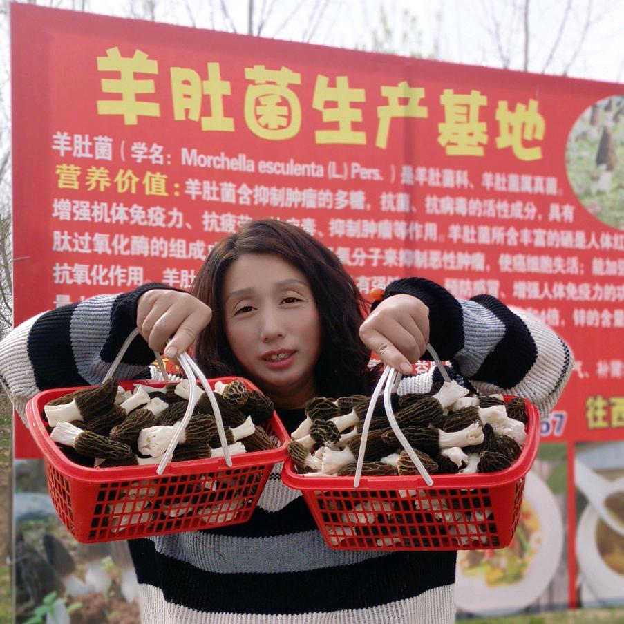 菌类养植