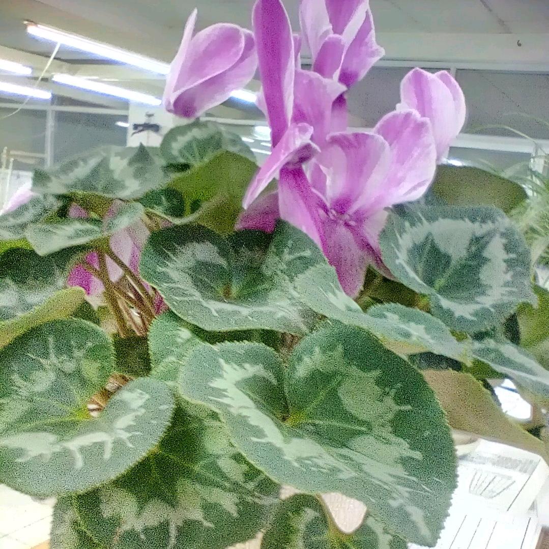 幺零零