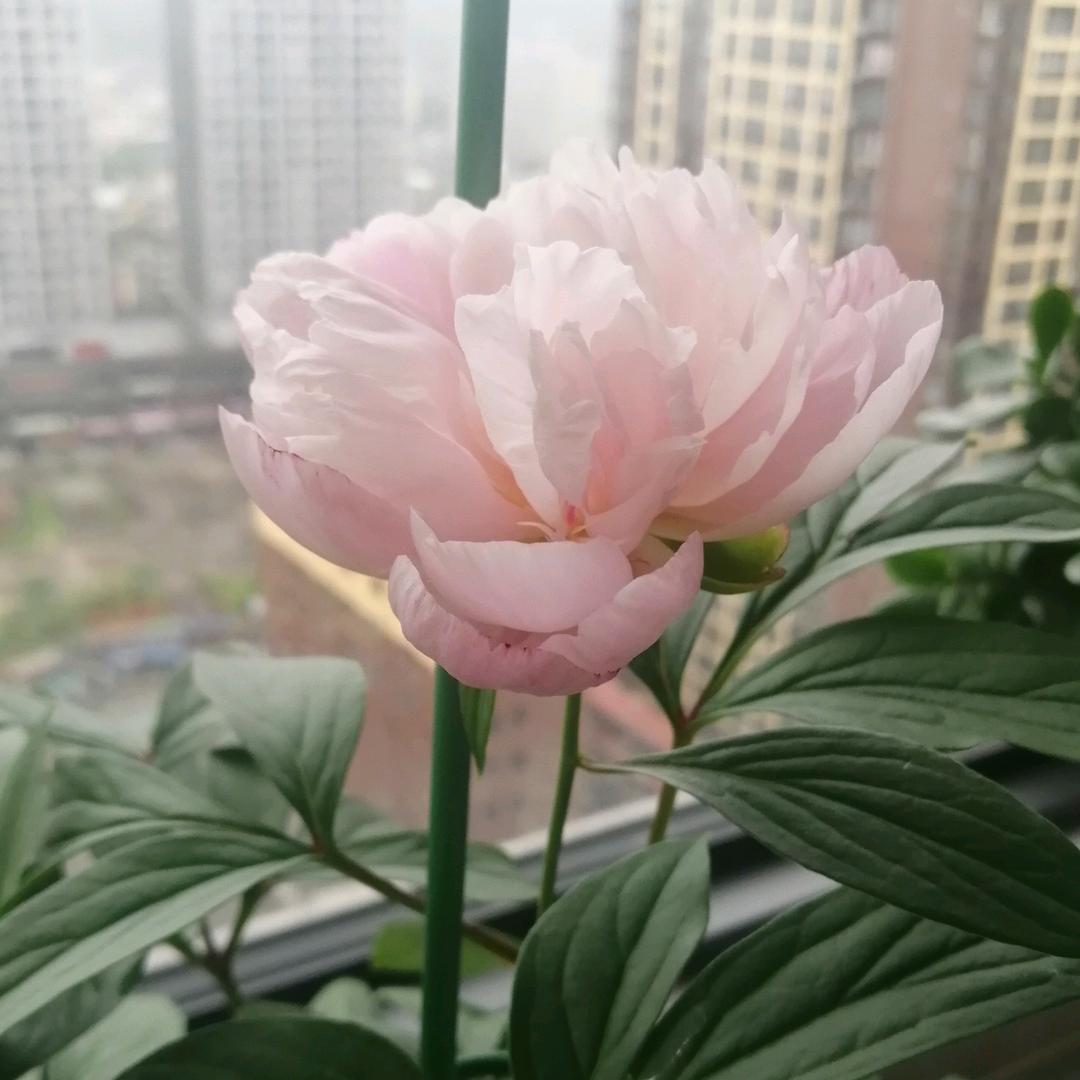 向日葵的冬天