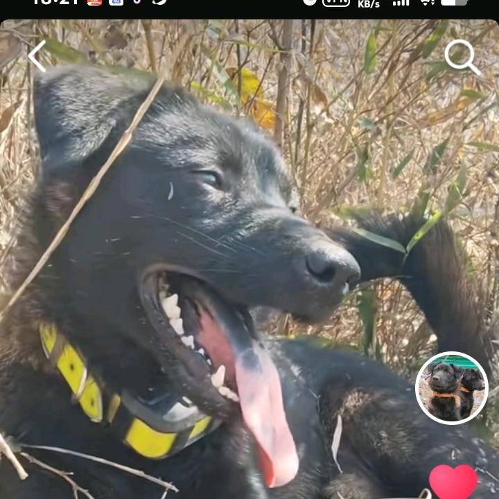 石哥(凉山犬)