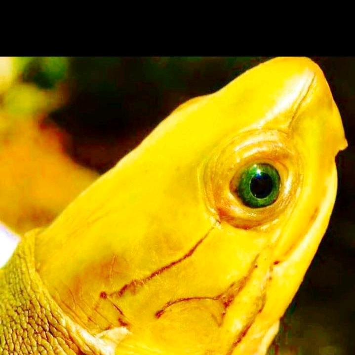 龟🐢缘🐢人，AA200210