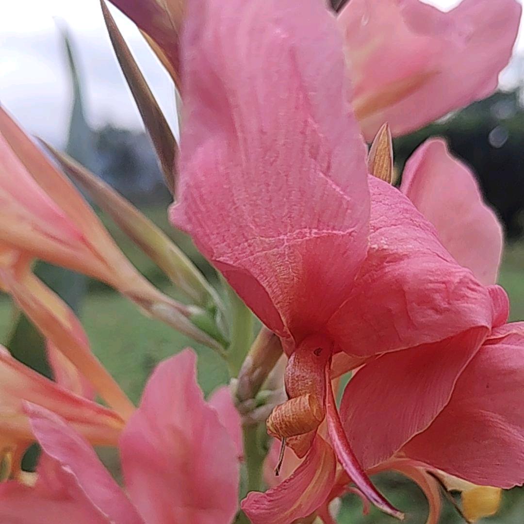 ༦好运来