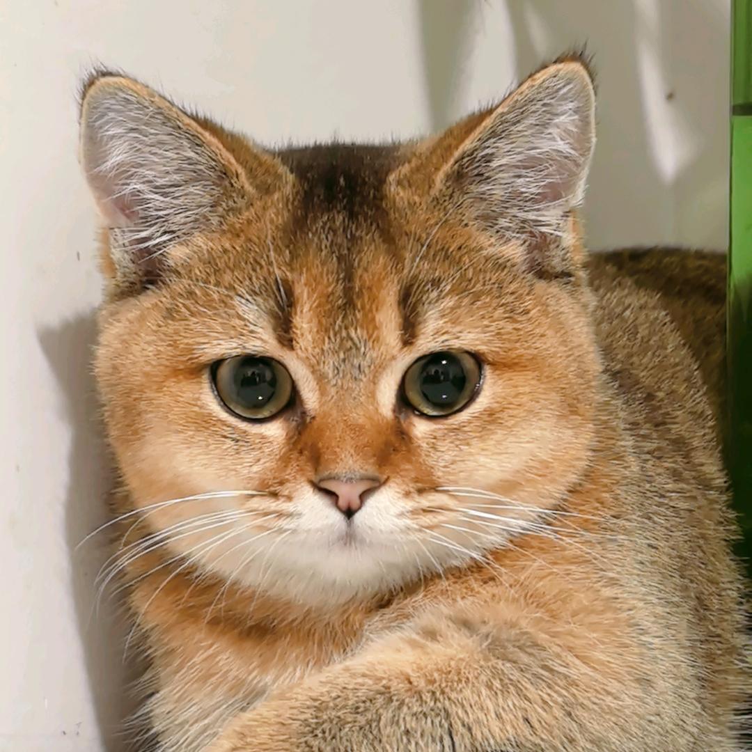 小金总