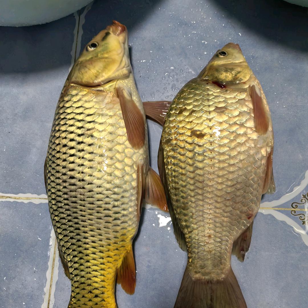大鲫大鲤的一生