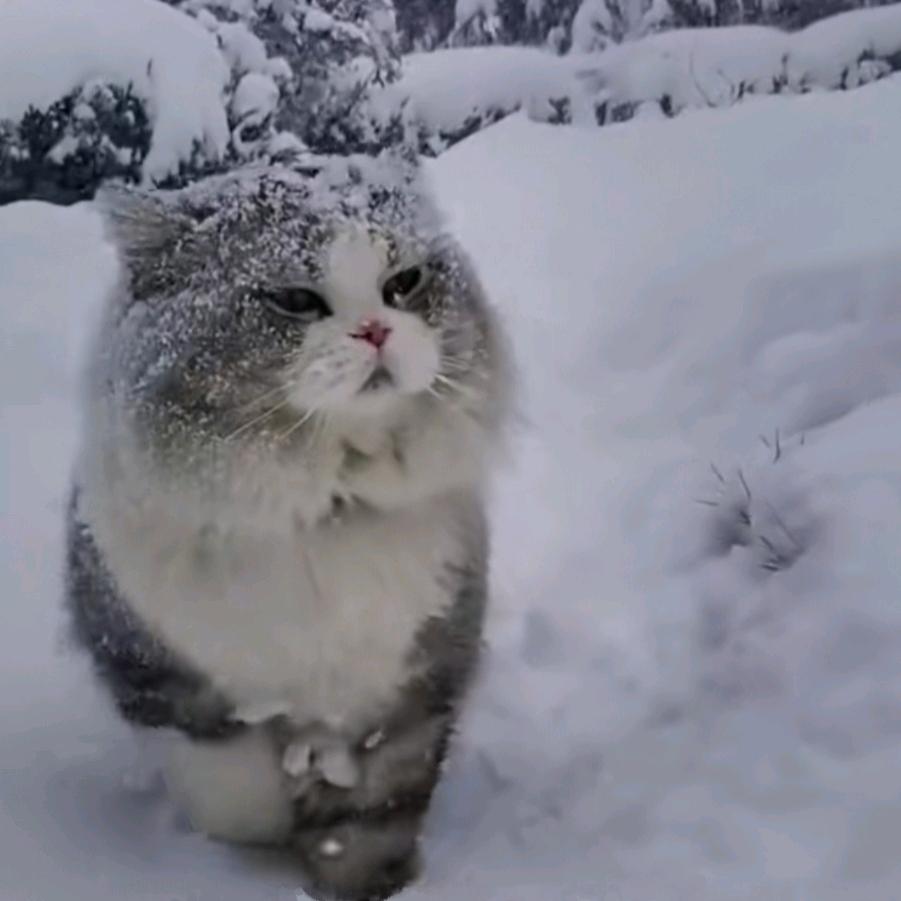 有梦想的猫