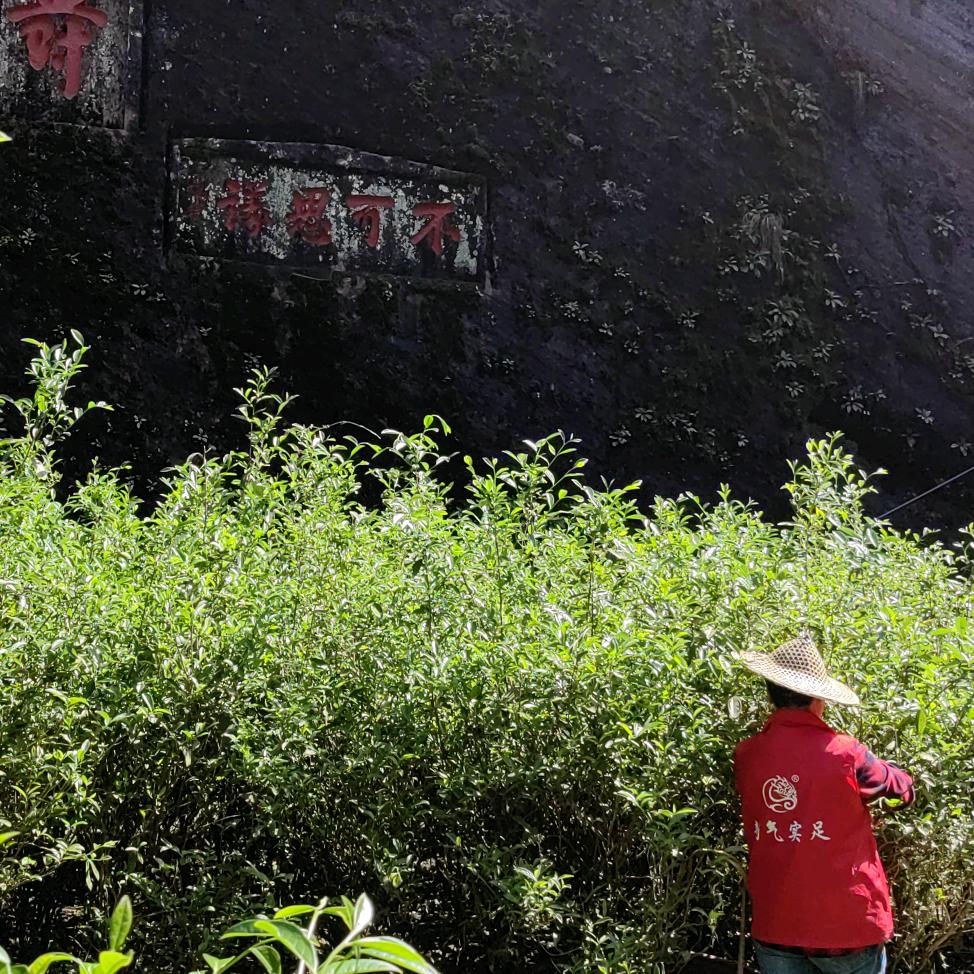 武夷山韵气实足茶业