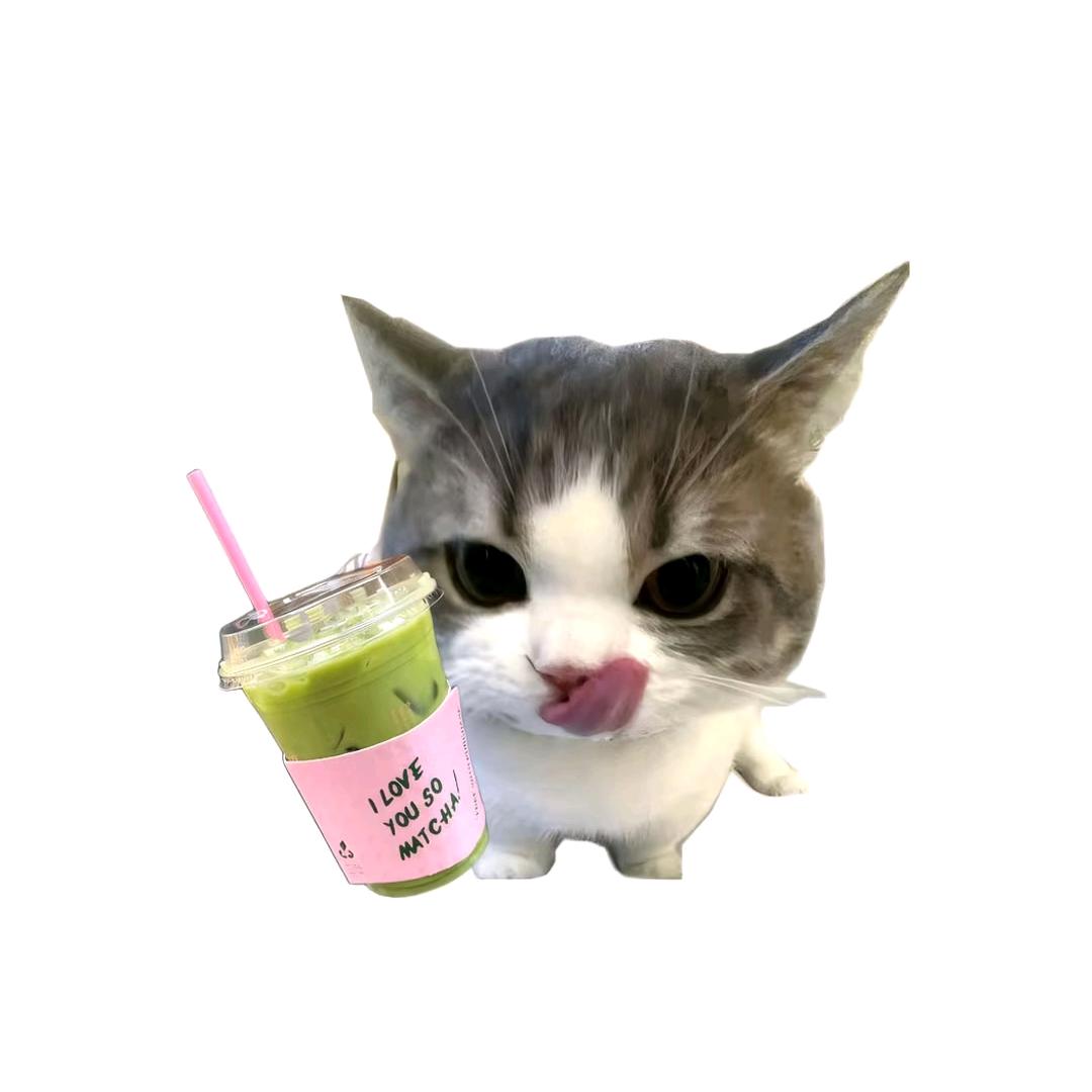 猫和鱼🦔