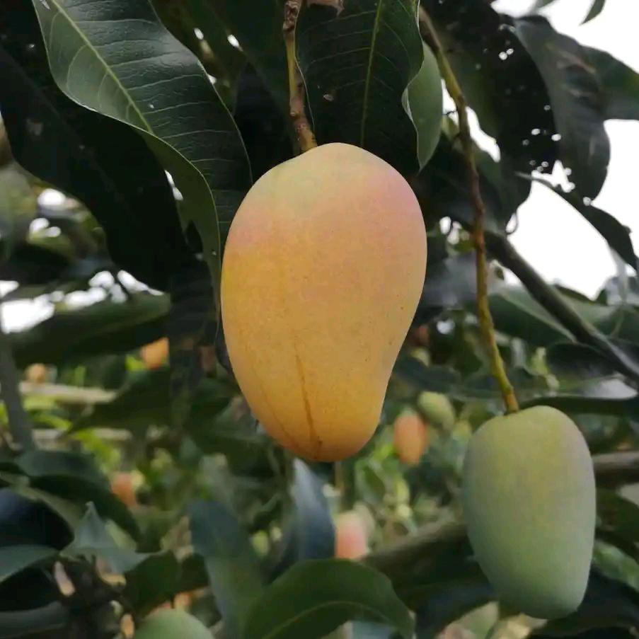 柏哥贸易