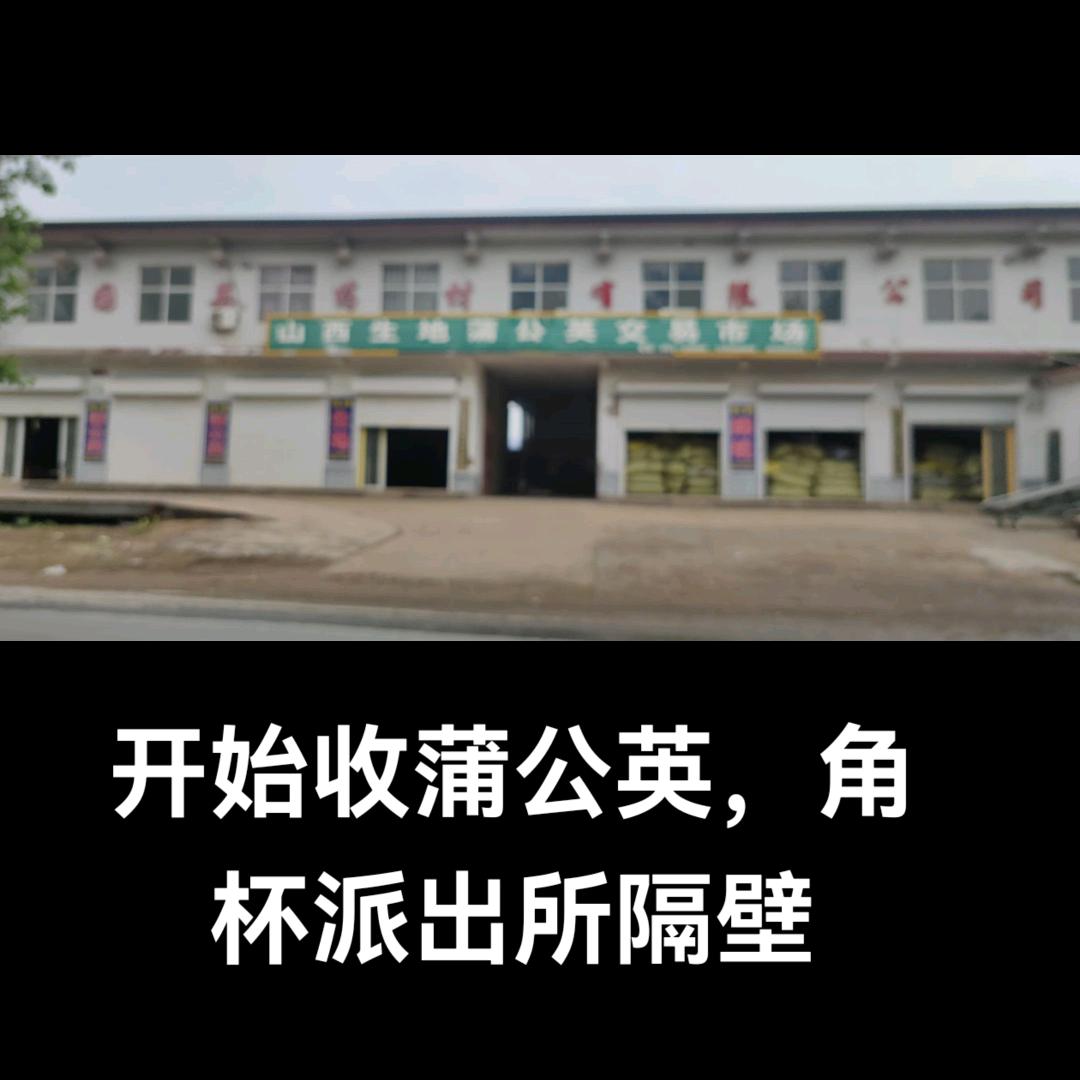 山西蒲公英生地蝉蜕柿叶