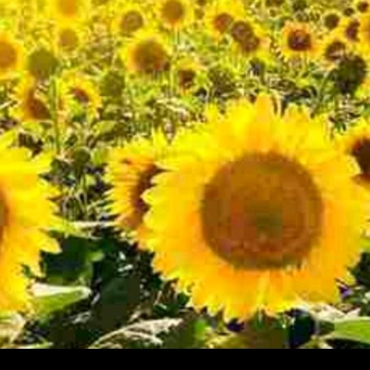 向日葵🌻