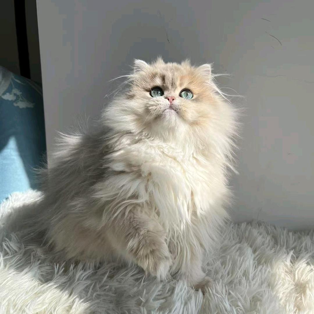 爪哇猫舍