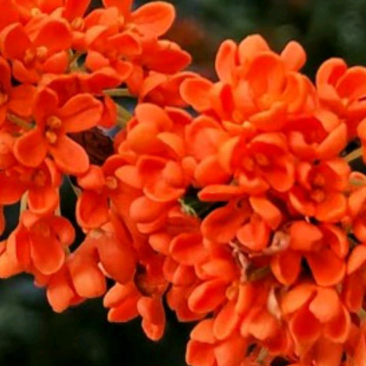 桂花飘香