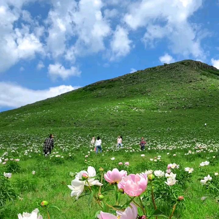 柳雁