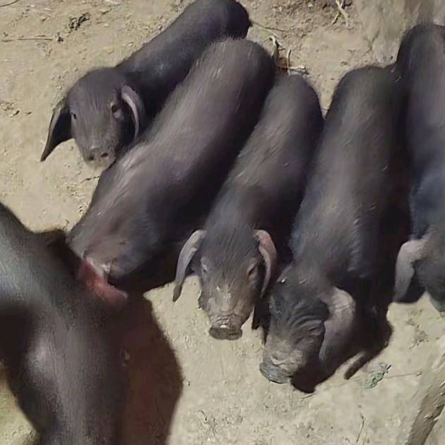 沂蒙猪鲜生食品优选