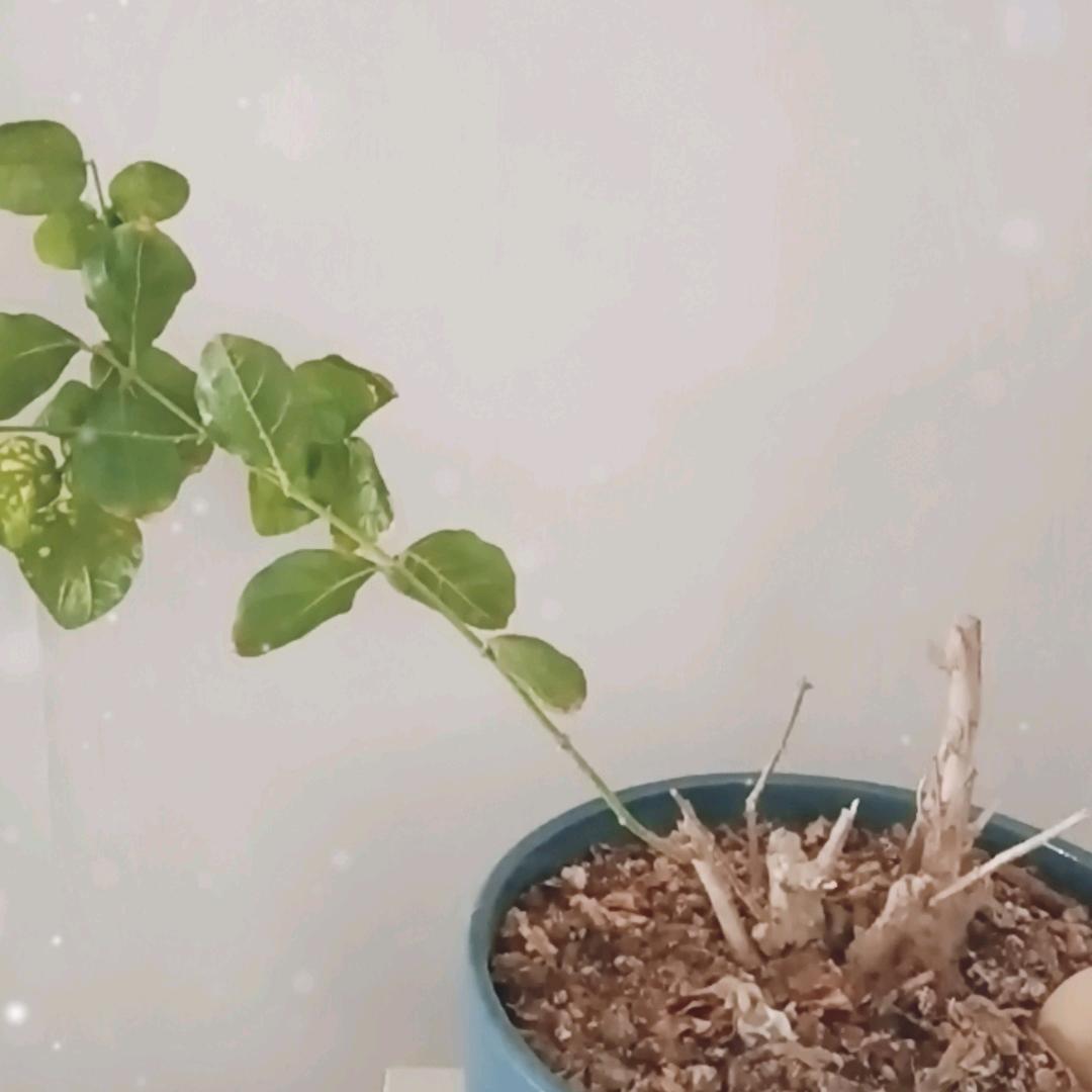 龙马
