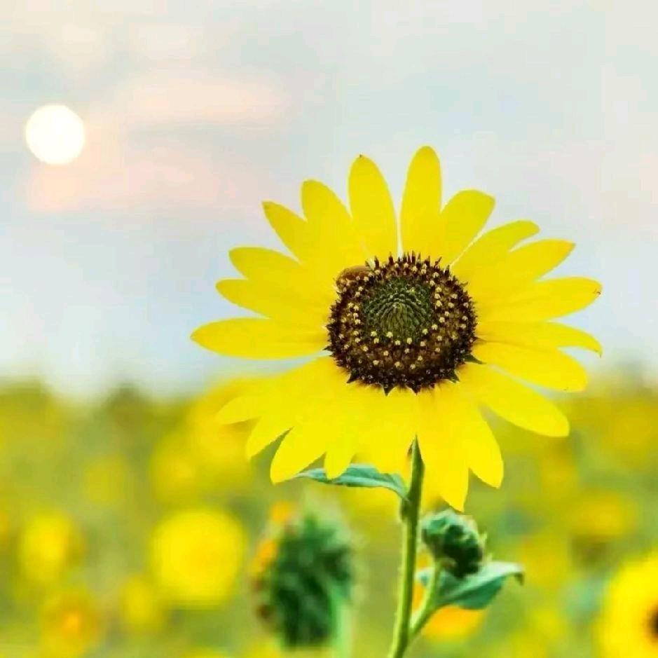 🍀幸运加载100%