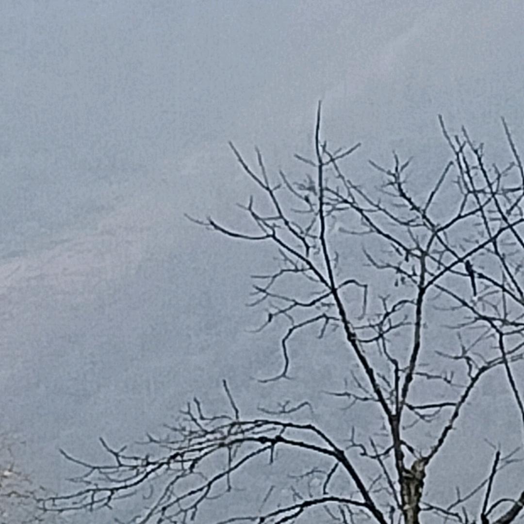 单枯的树枝