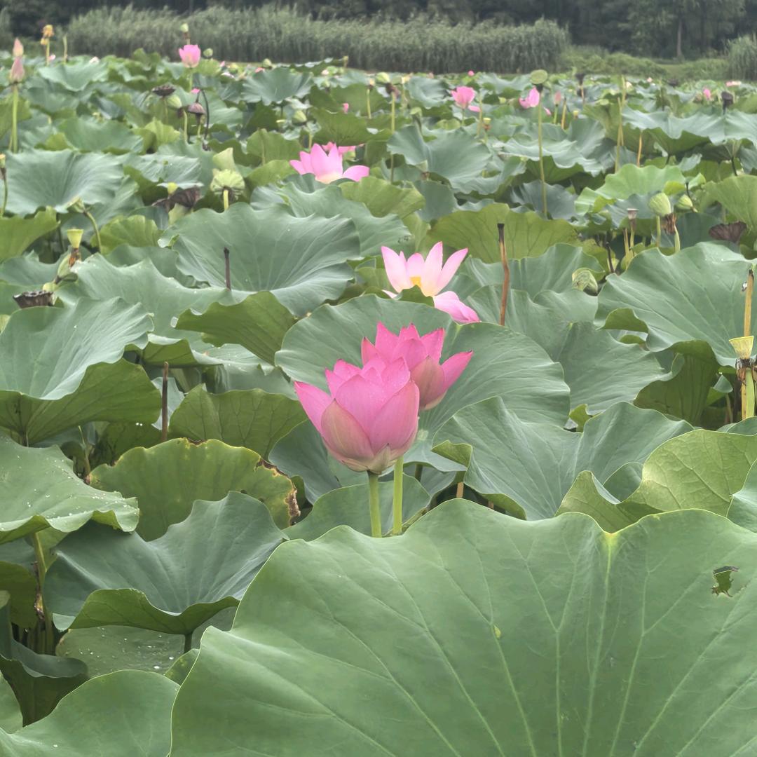 倩倩