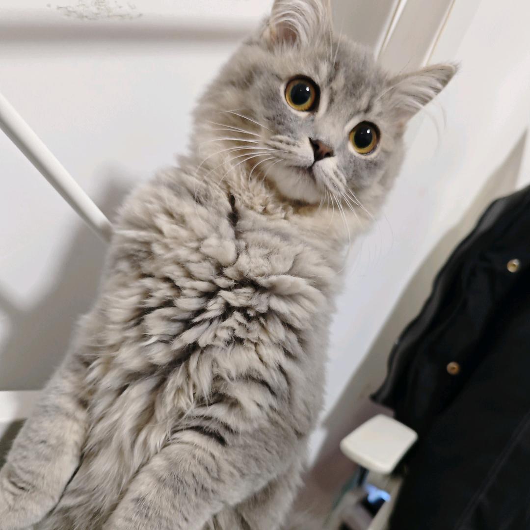 娜老大🐯子
