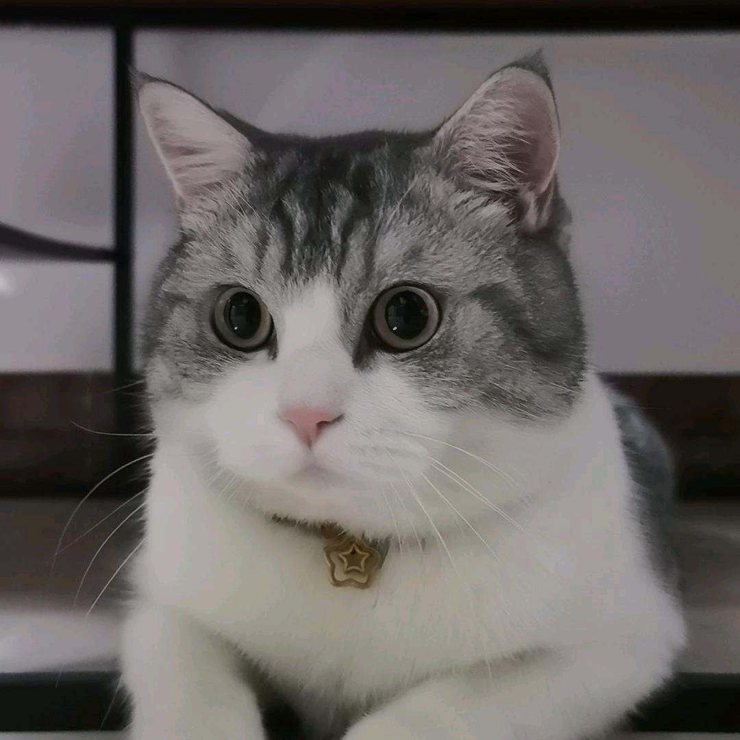招财🐱是它
