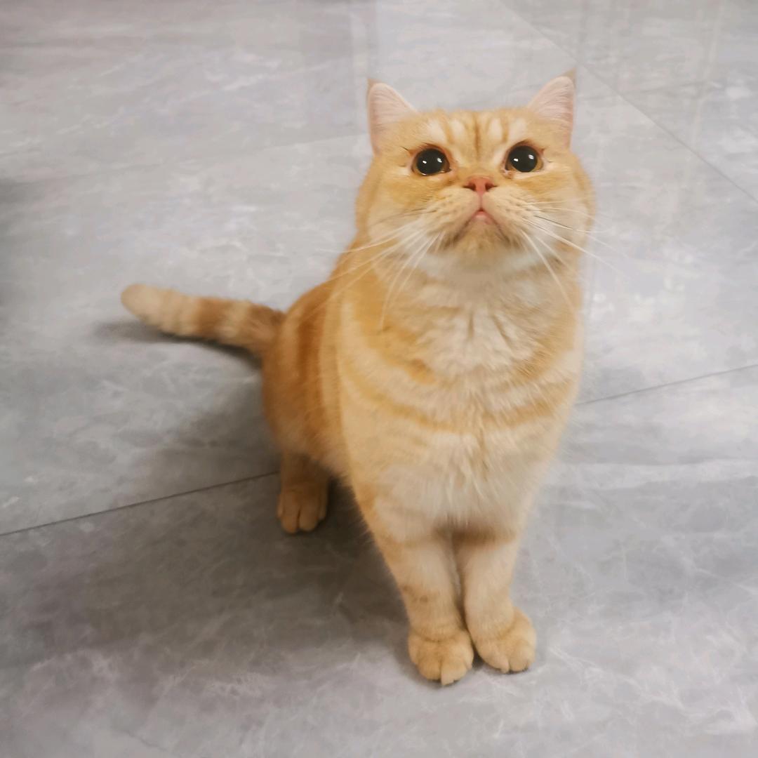 苏格💕
