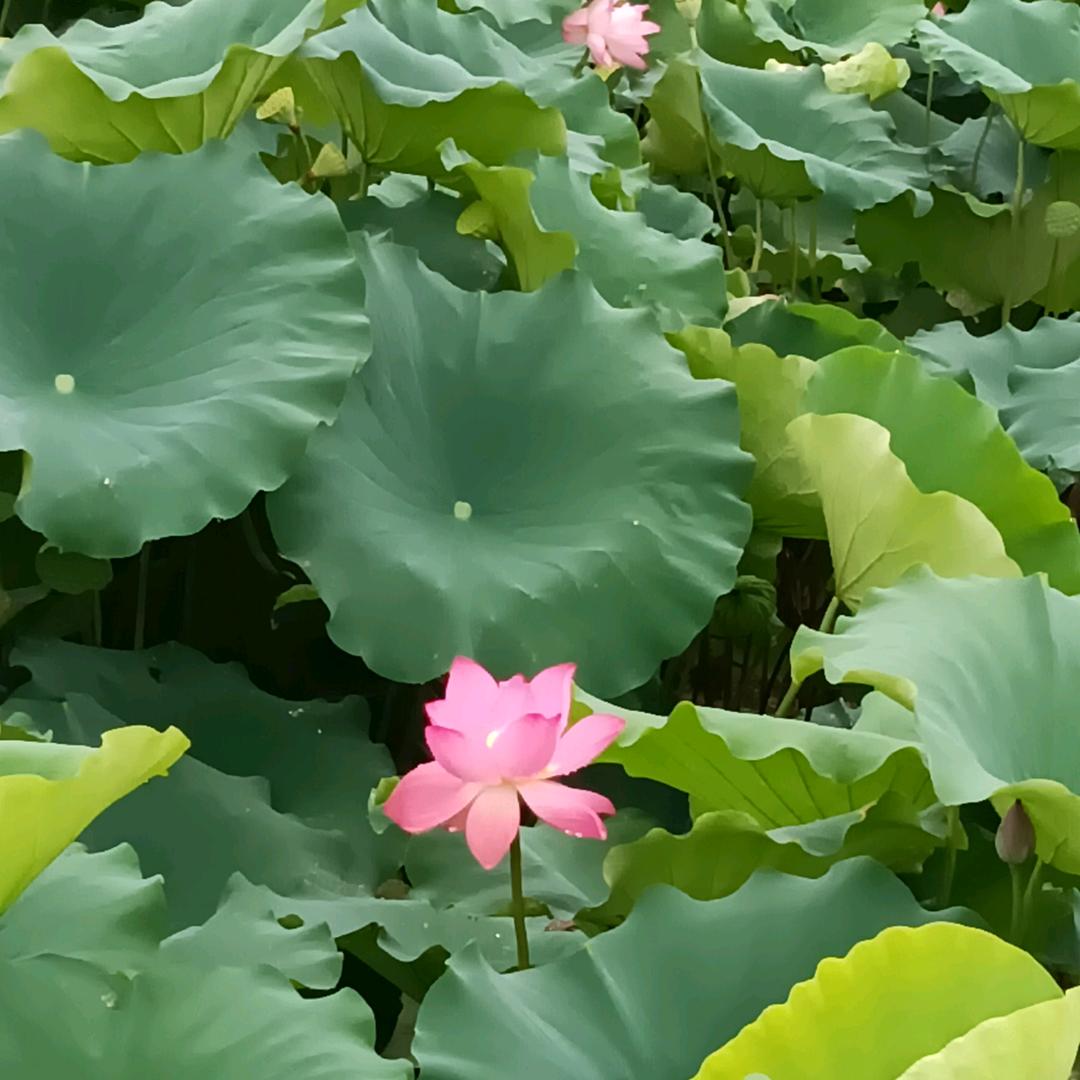 邹萍儿